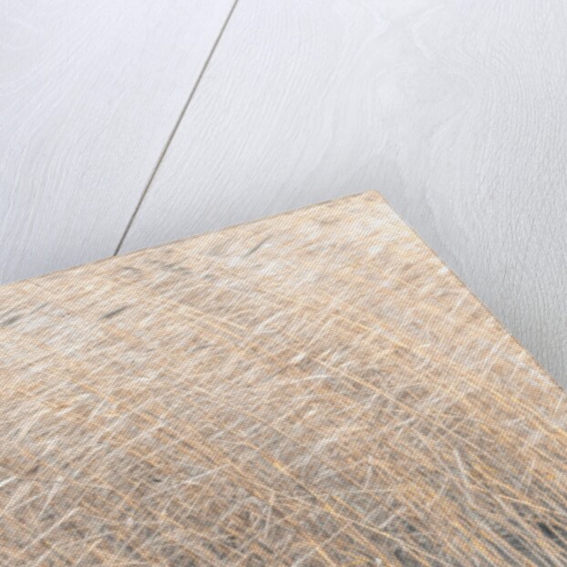 Brown reeds growing in water by Assaf Frank